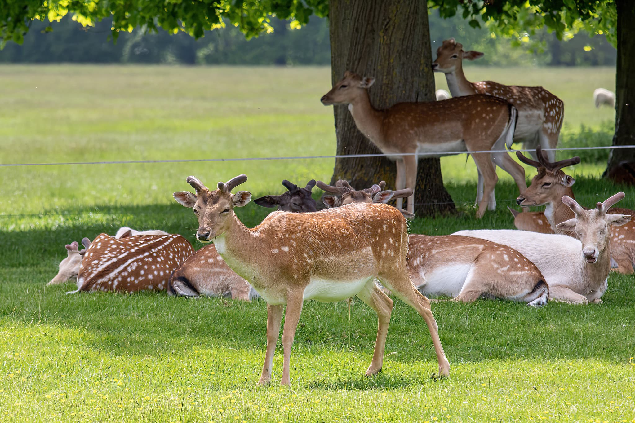 Belton House Wildlife