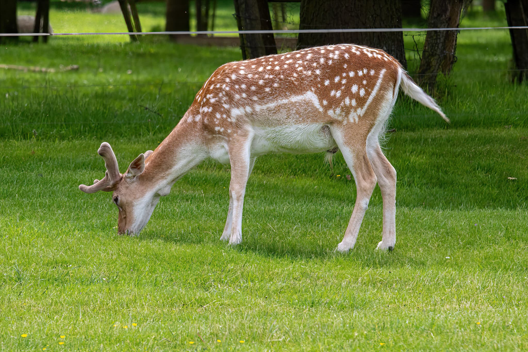 Belton House Wildlife