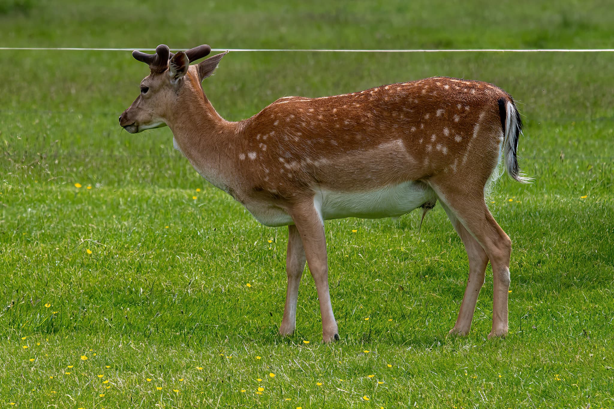 Belton House Wildlife