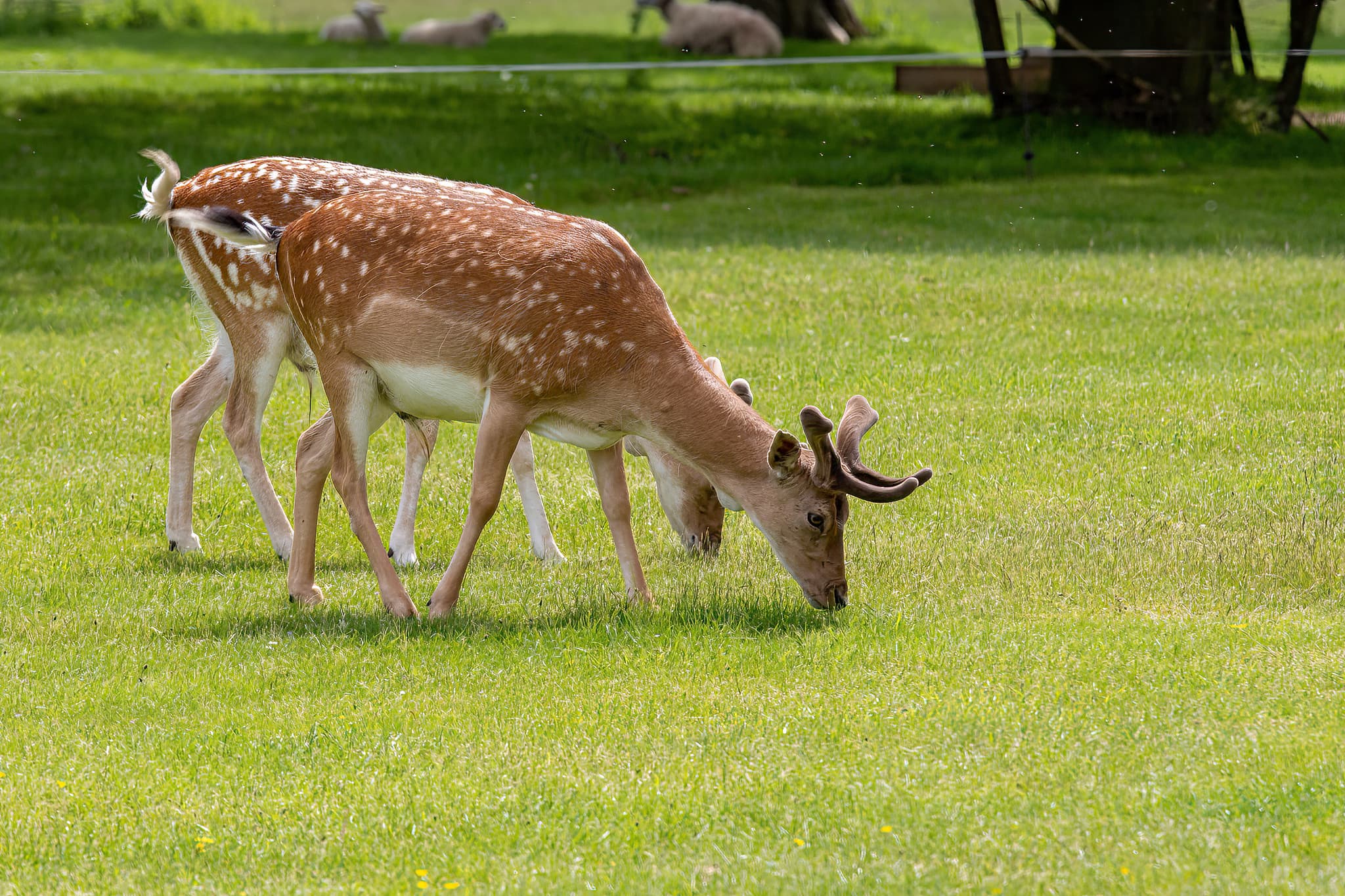 Belton House Wildlife