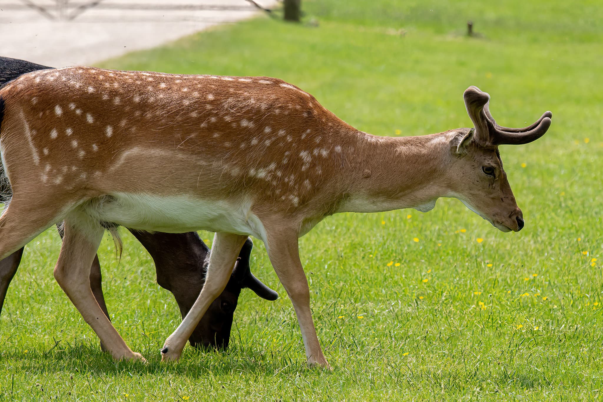 Belton House Wildlife