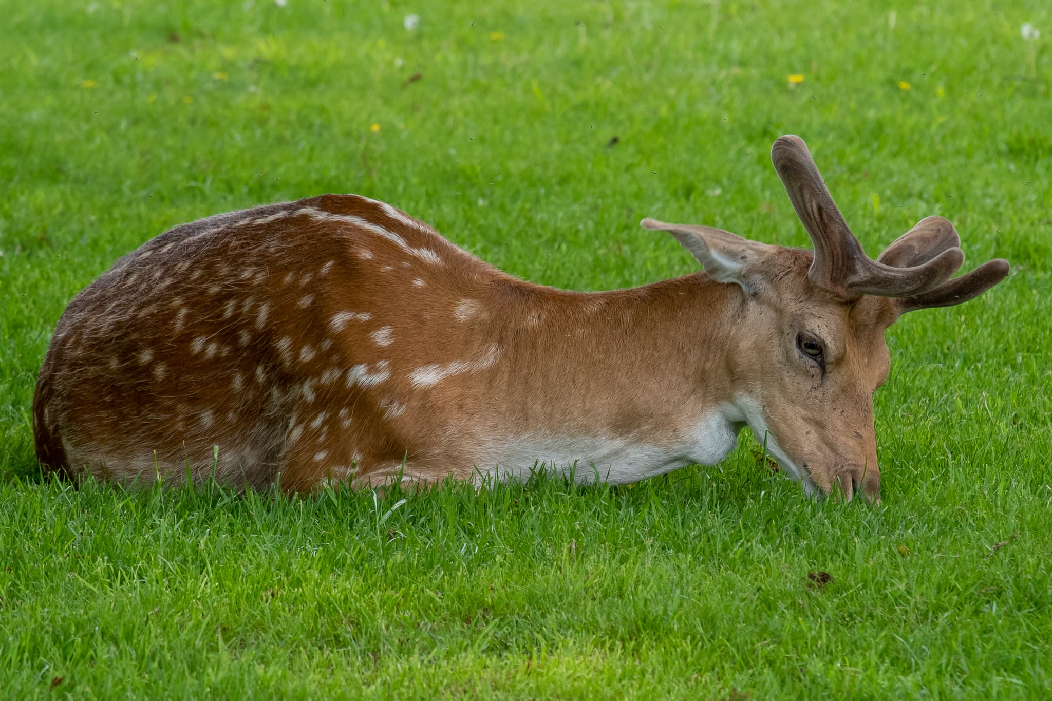 Belton House Wildlife