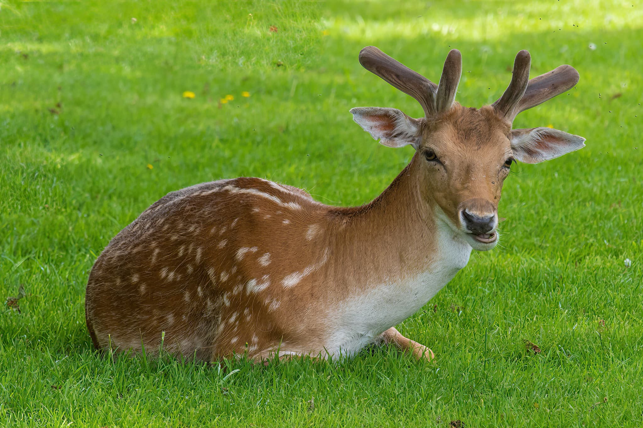 Belton House Wildlife
