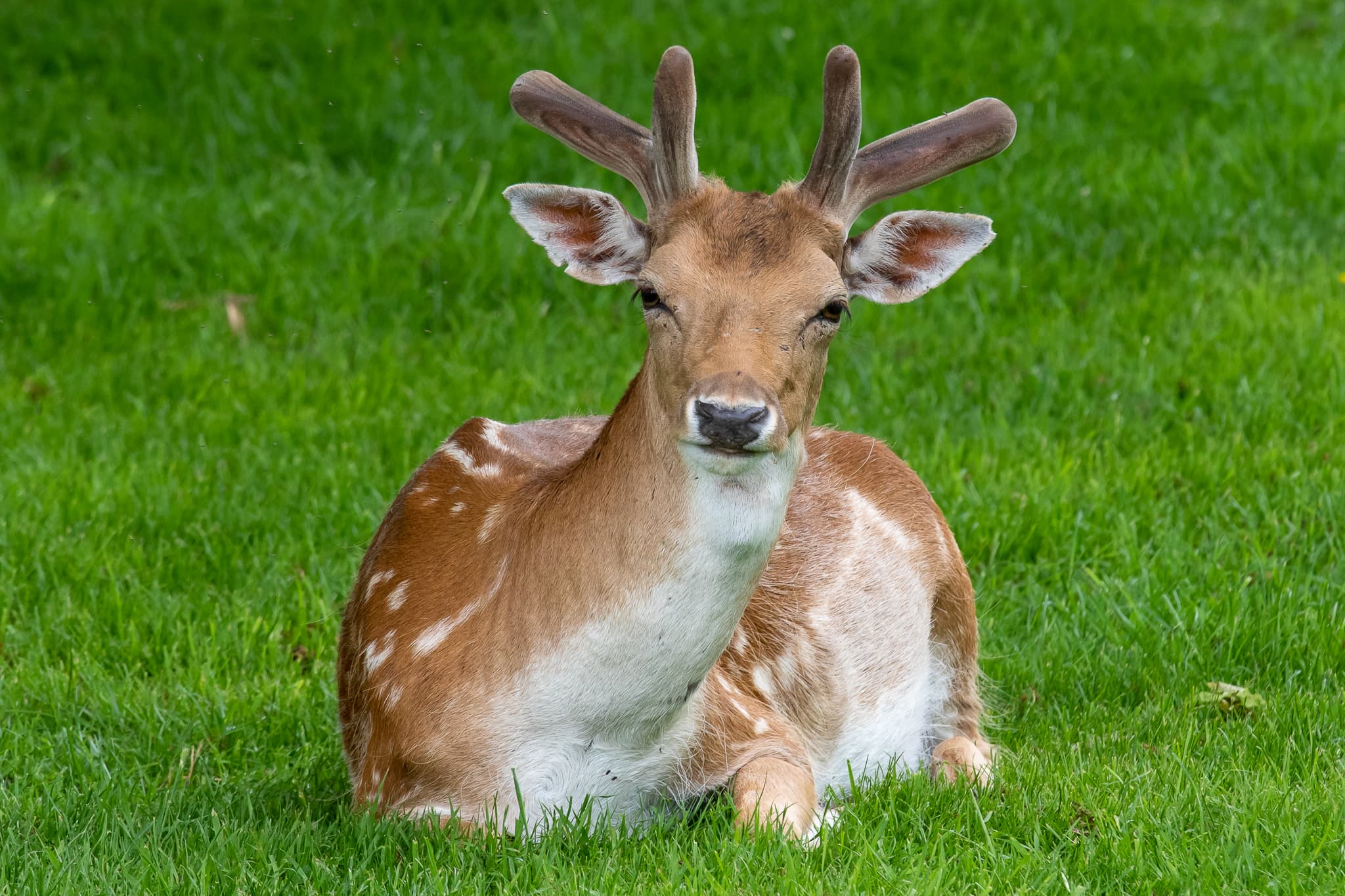 Belton House Wildlife