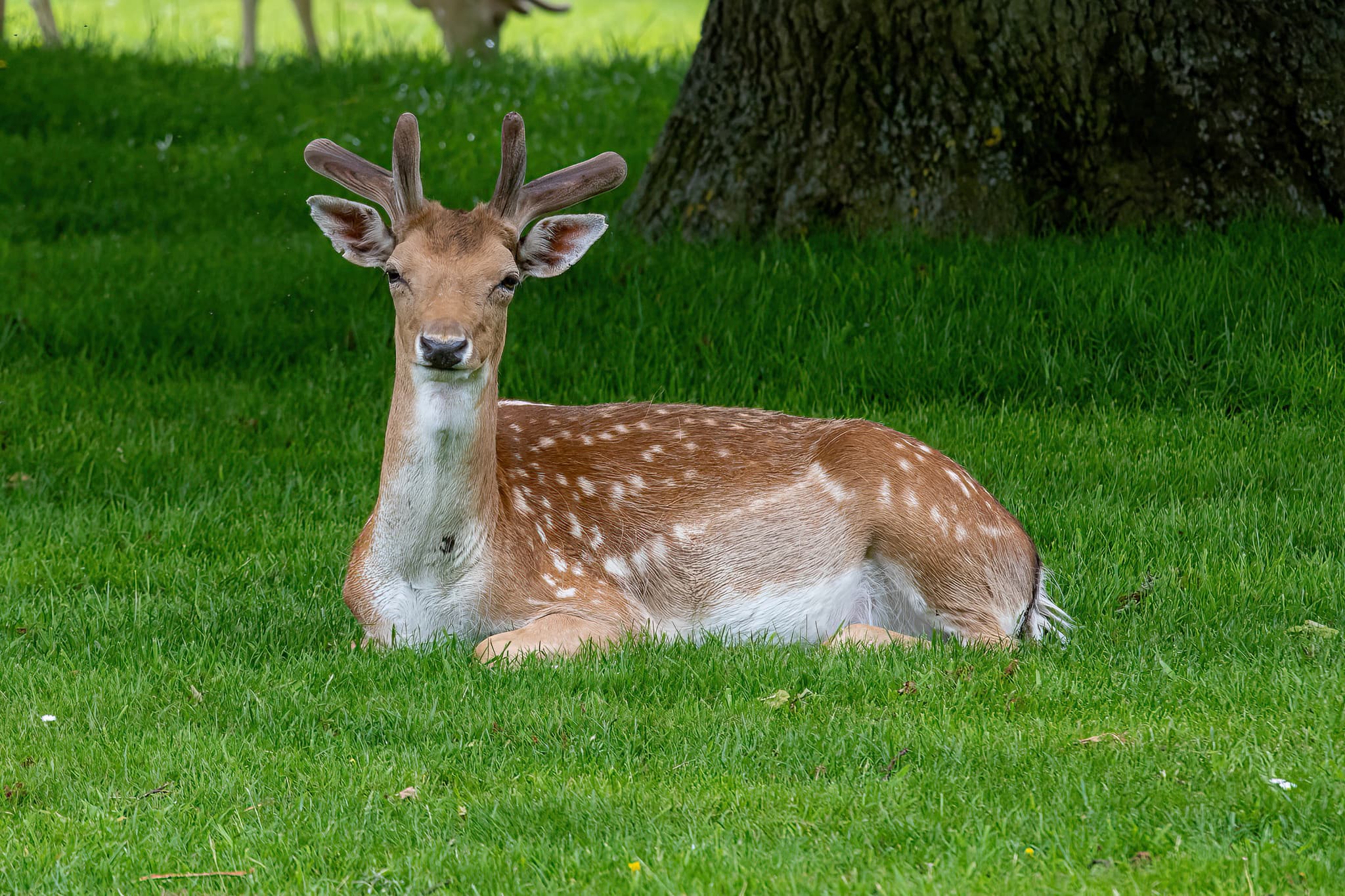Belton House Wildlife
