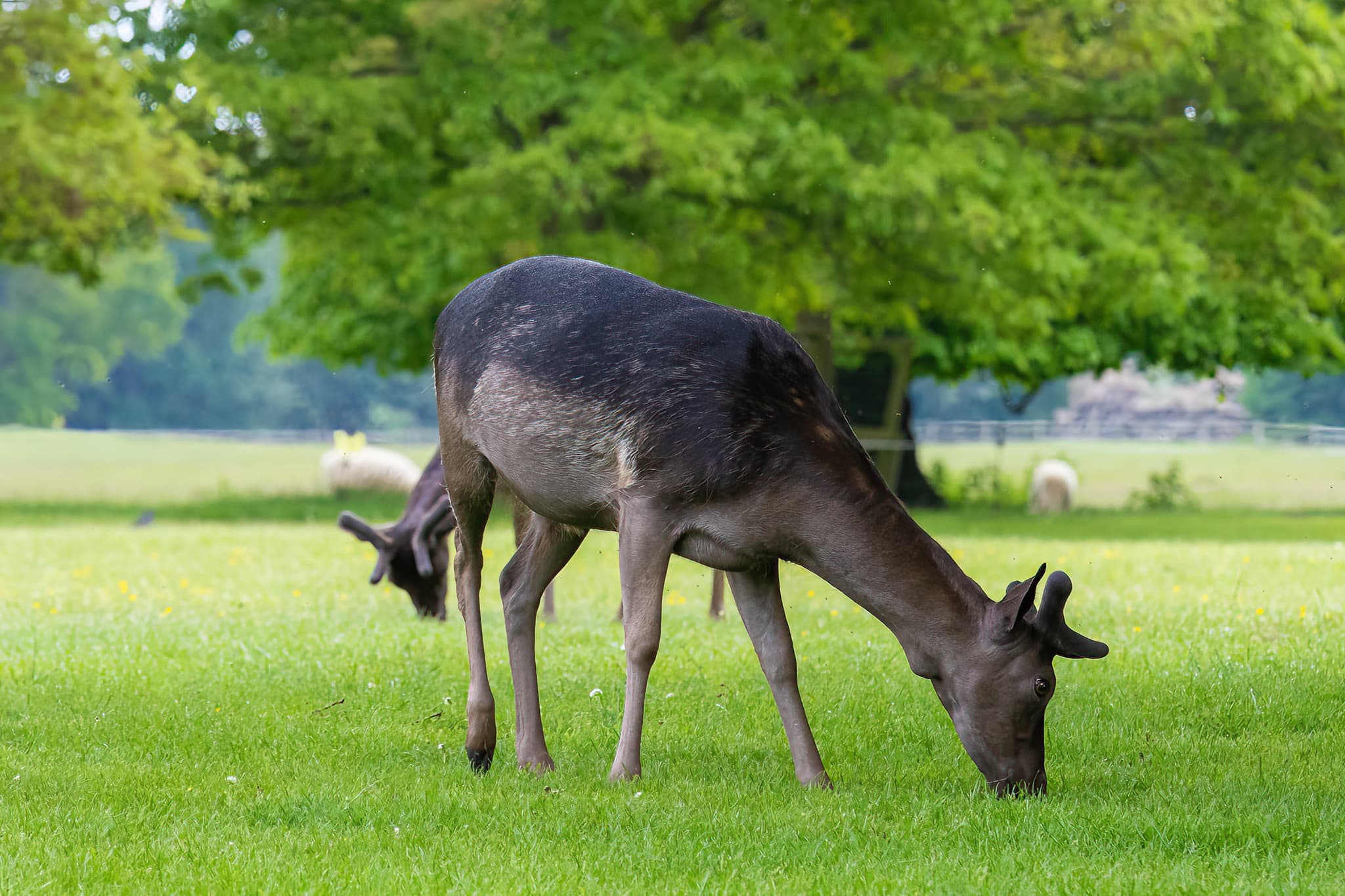 Belton House Wildlife