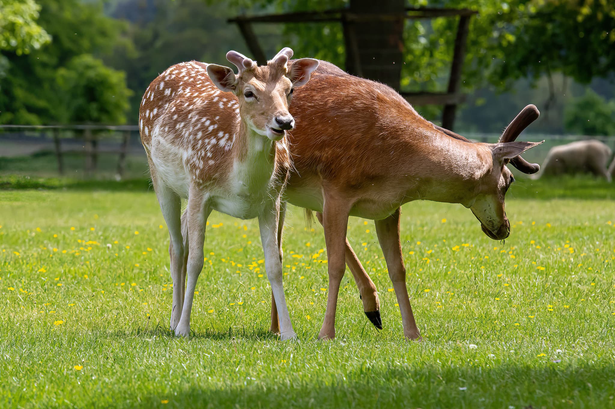 Belton House Wildlife