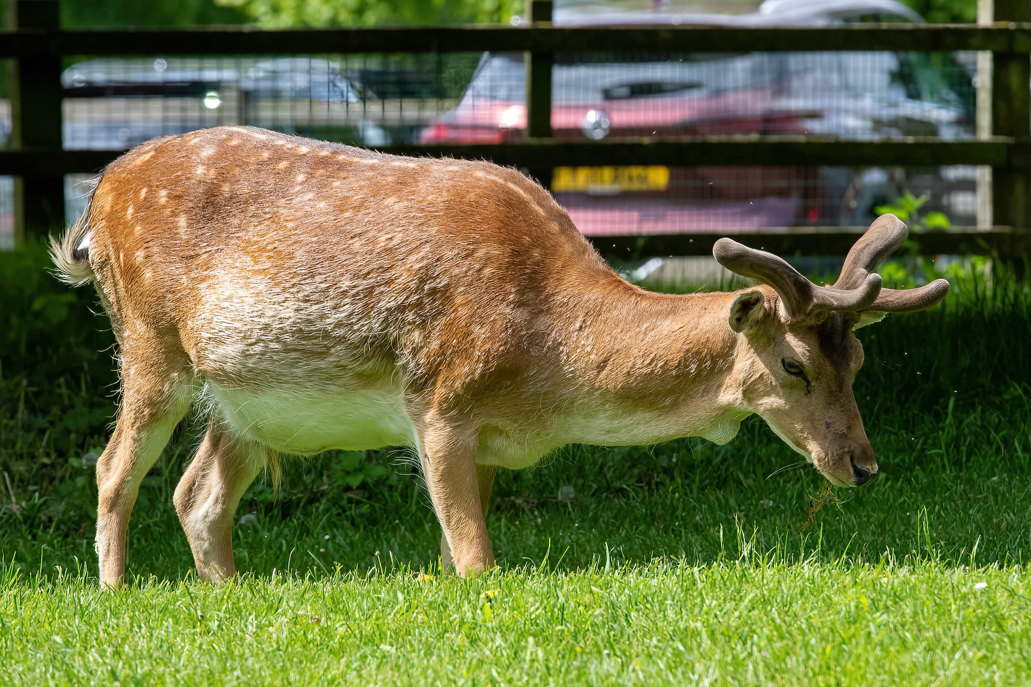 Belton House Wildlife