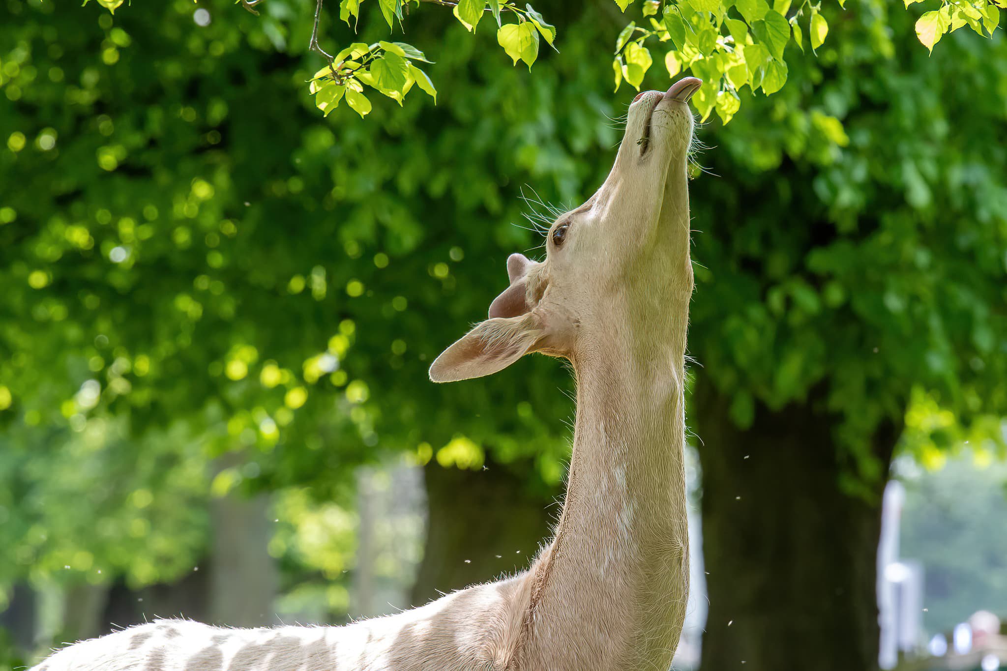 Belton House Wildlife