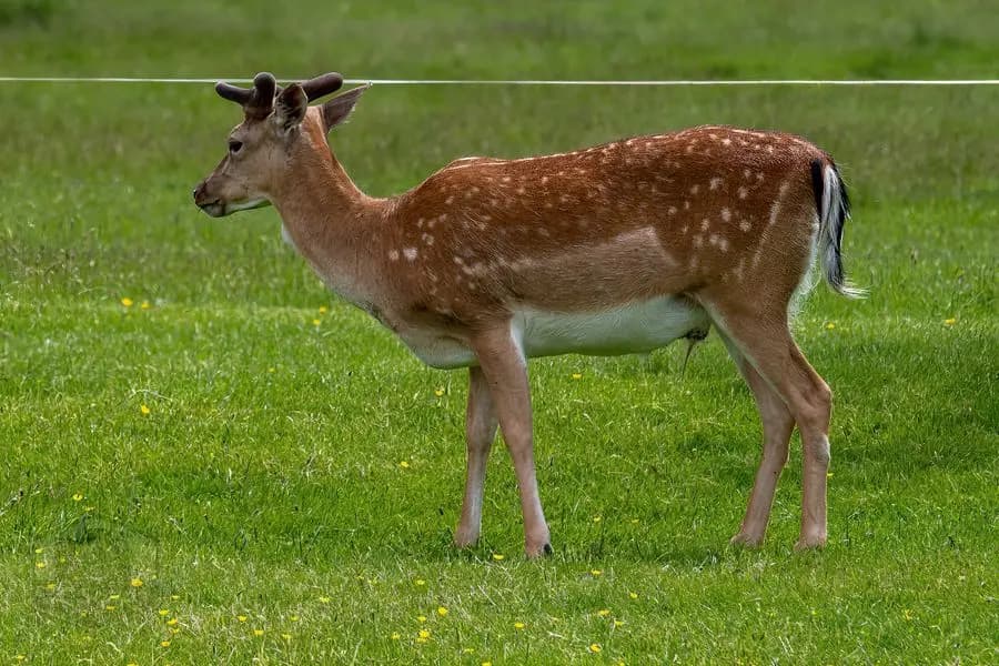 Belton House Wildlife