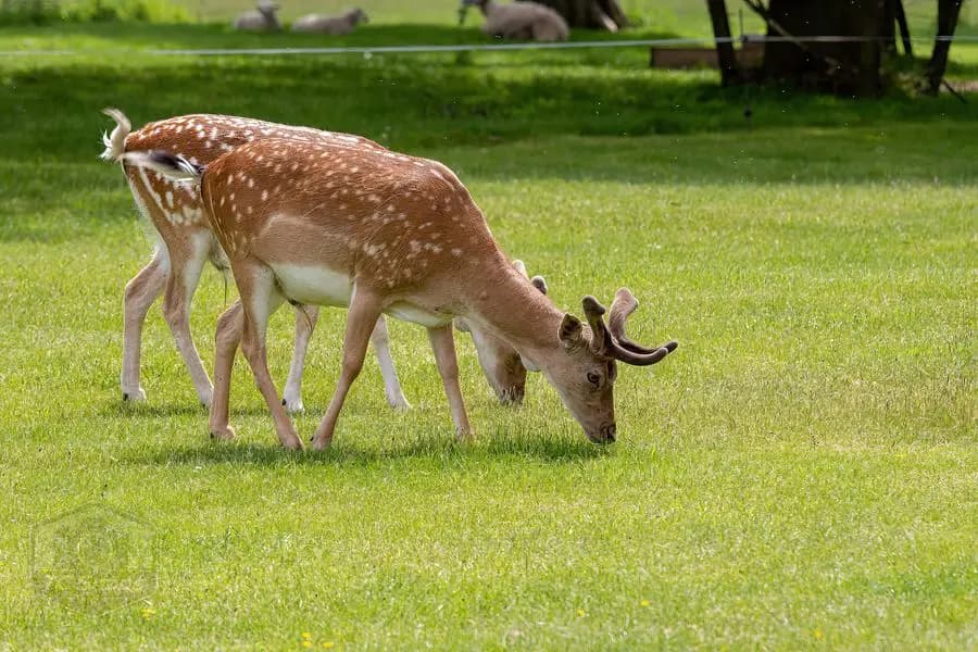 Belton House Wildlife