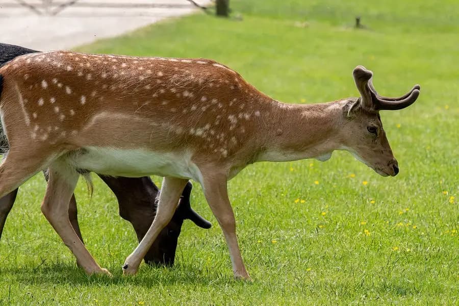 Belton House Wildlife