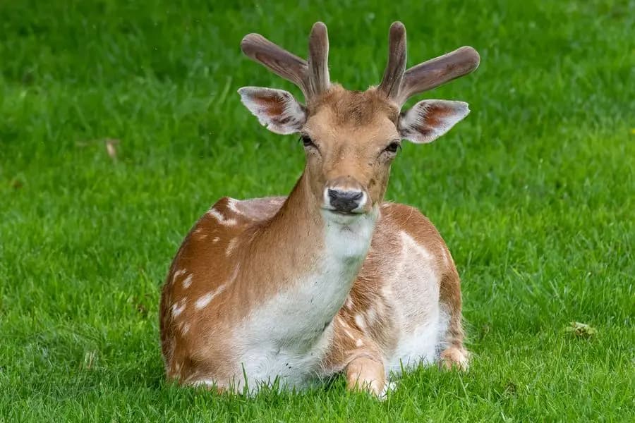 Belton House Wildlife