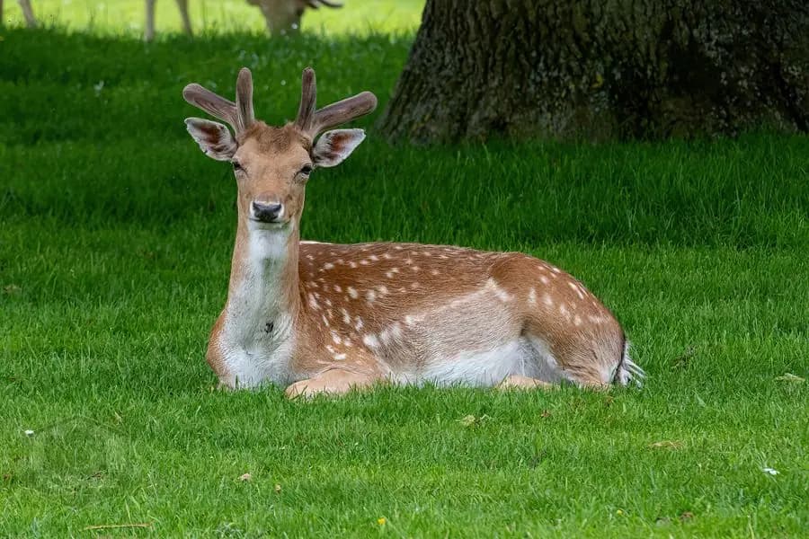 Belton House Wildlife