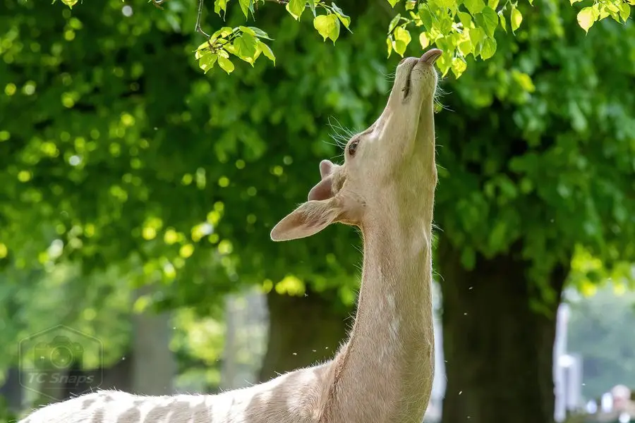 Belton House Wildlife