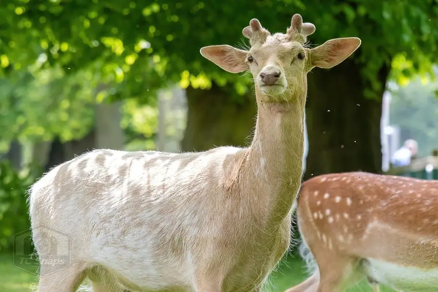 Belton House Wildlife
