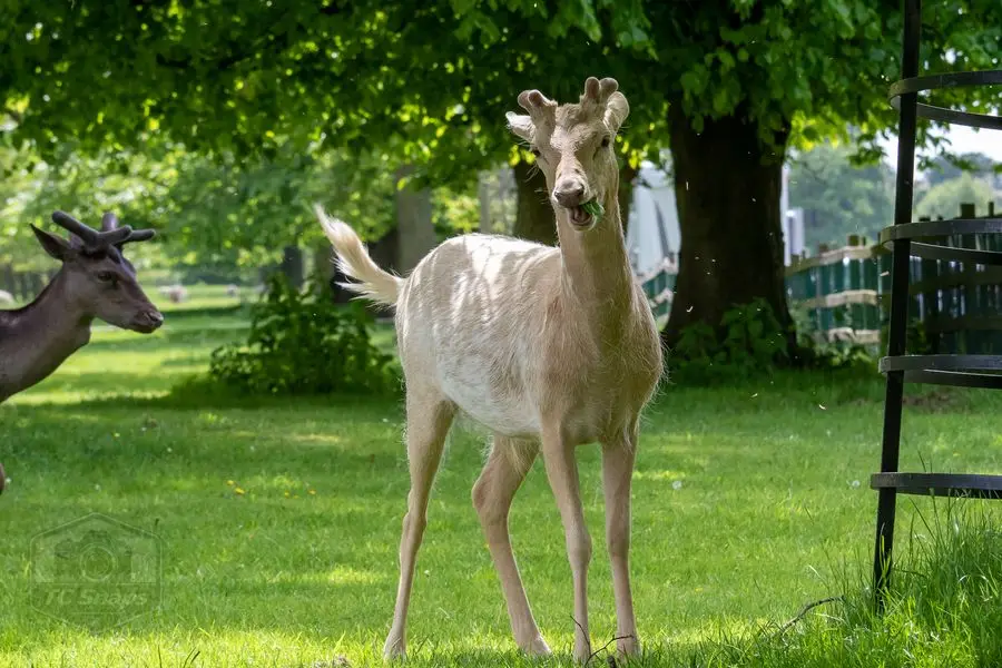 Belton House Wildlife