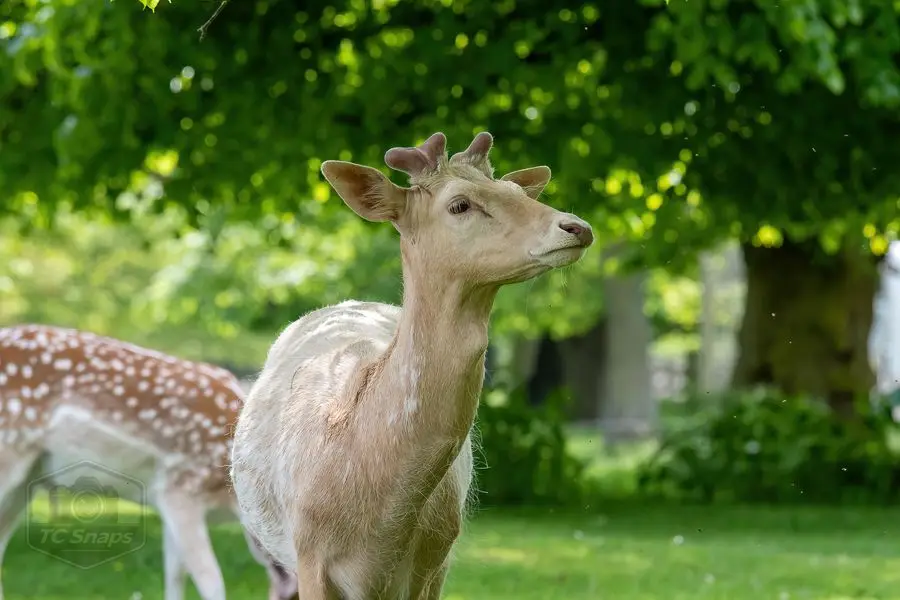 Belton House Wildlife