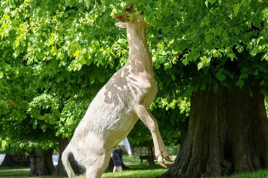 Belton House Wildlife
