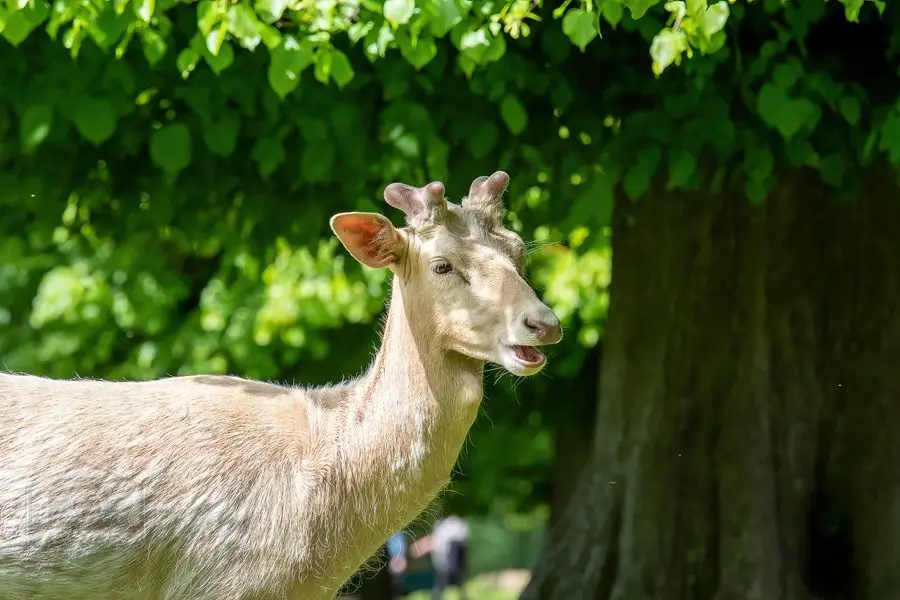 Belton House Wildlife