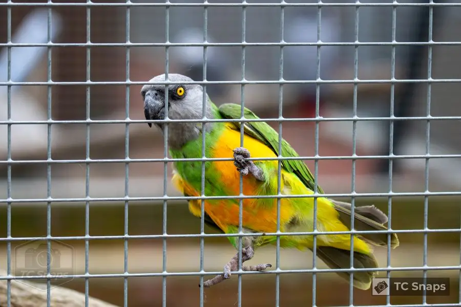 Lincs Wildlife Park Wildlife