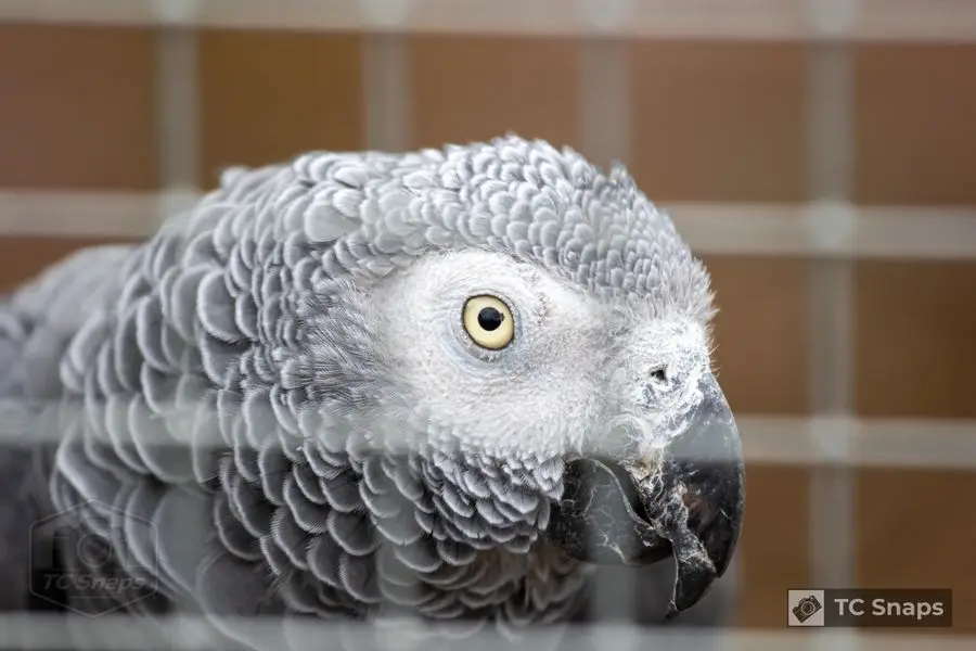 Lincs Wildlife Park Wildlife
