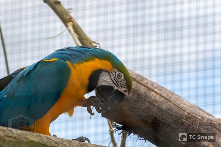 Lincs Wildlife Park Wildlife