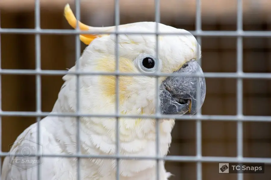 Lincs Wildlife Park Wildlife