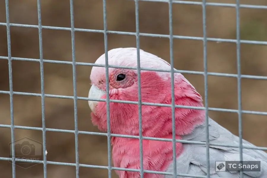 Lincs Wildlife Park Wildlife