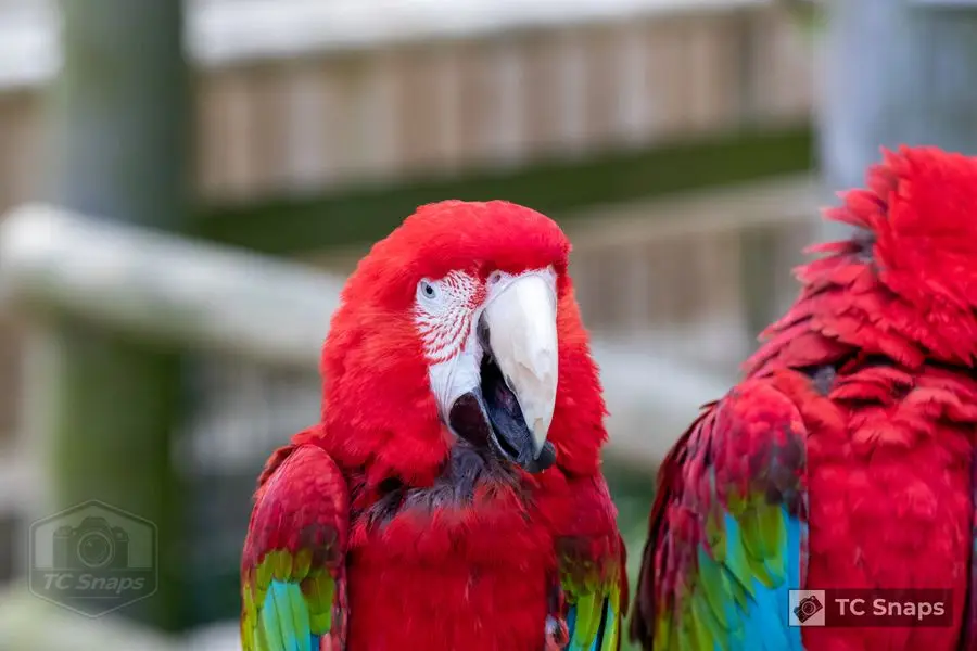 Lincs Wildlife Park Wildlife