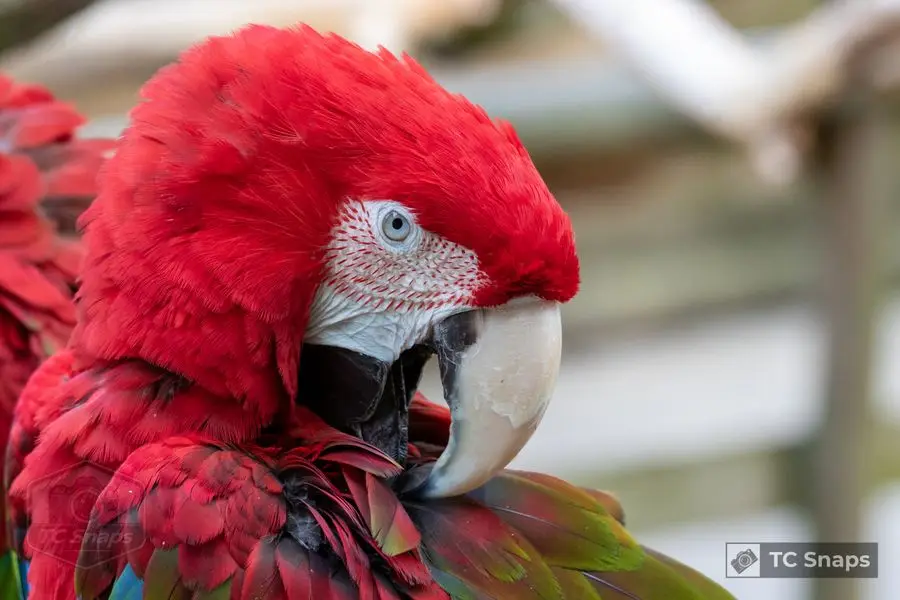 Lincs Wildlife Park Wildlife
