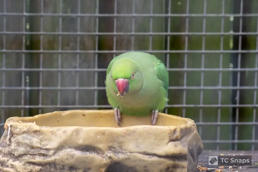 Lincs Wildlife Park Wildlife