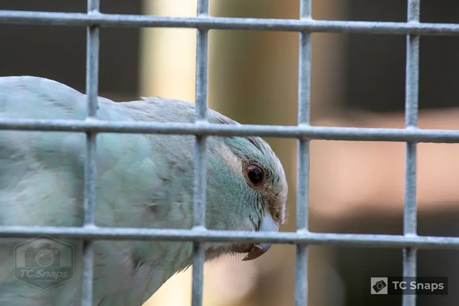 Lincs Wildlife Park Wildlife