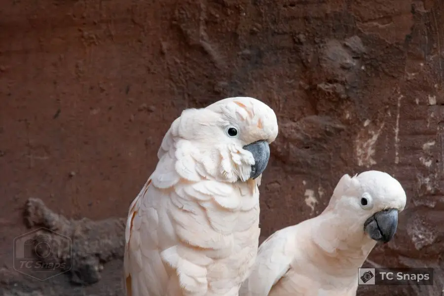 Lincs Wildlife Park Wildlife