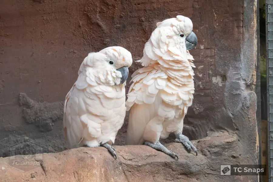 Lincs Wildlife Park Wildlife