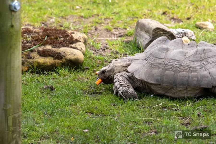 Lincs Wildlife Park Wildlife