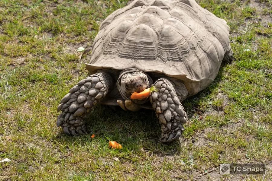 Lincs Wildlife Park Wildlife