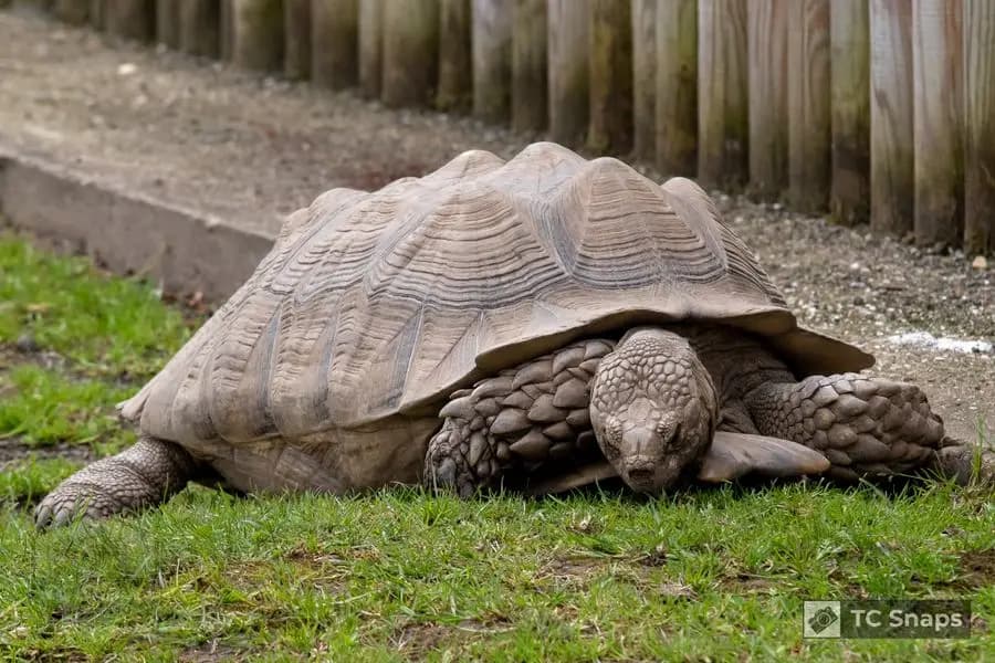 Lincs Wildlife Park Wildlife