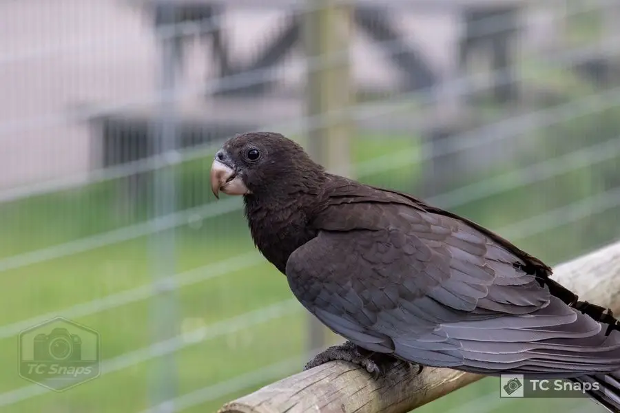 Lincs Wildlife Park Wildlife