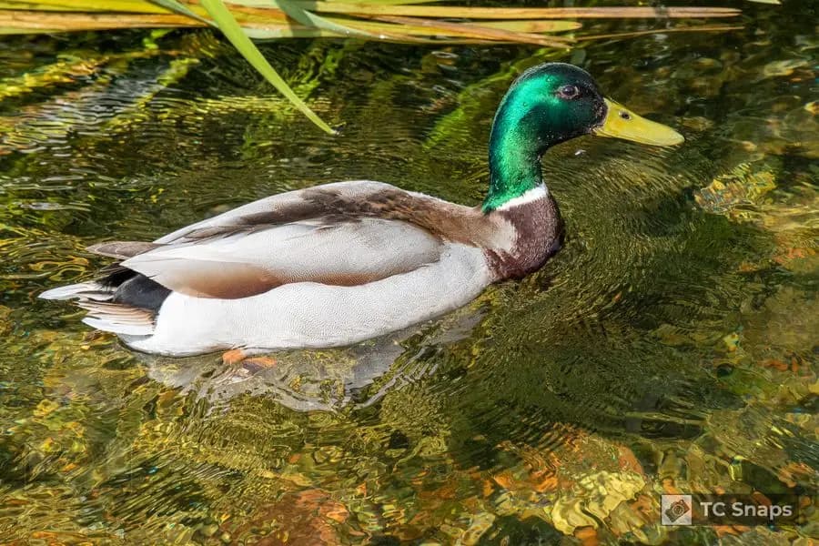 Out And About Wildlife