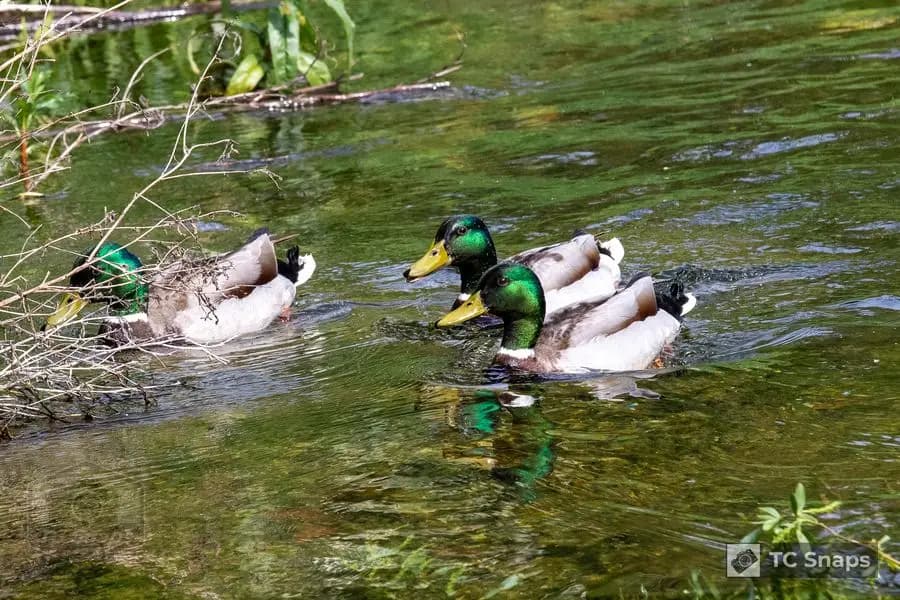 Out And About Wildlife