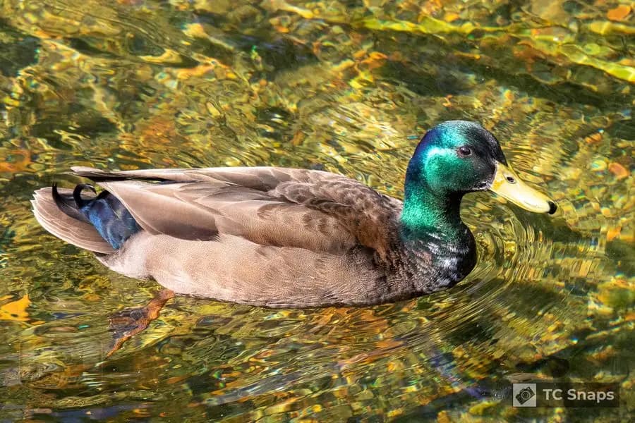 Out And About Wildlife