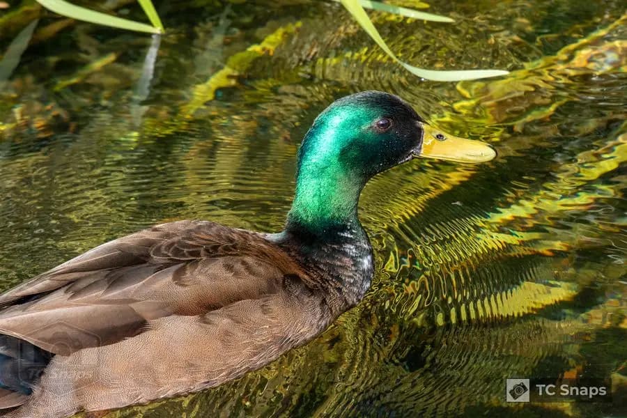 Out And About Wildlife